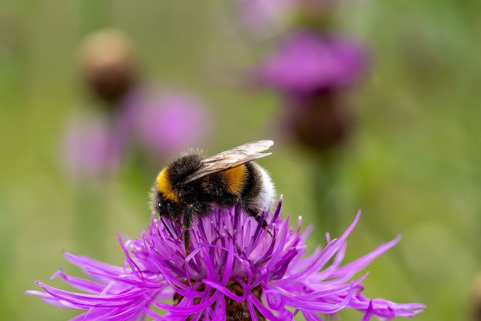 Kleine vijver met lelies bevordert biodiversiteit.