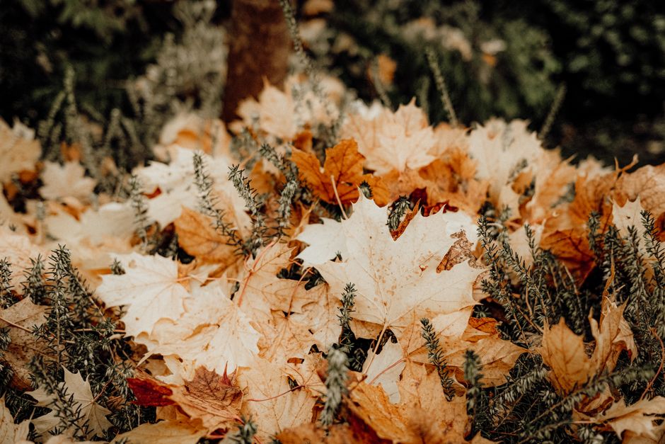 Schaduwen van herfstbomen op exotisch fotobehang. Schaduwen van herfstbomen op exotisch fotobehang.